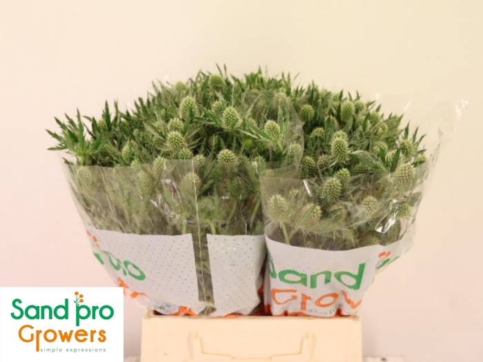 <h4>ERYN MAG WHIT LAGOON</h4>