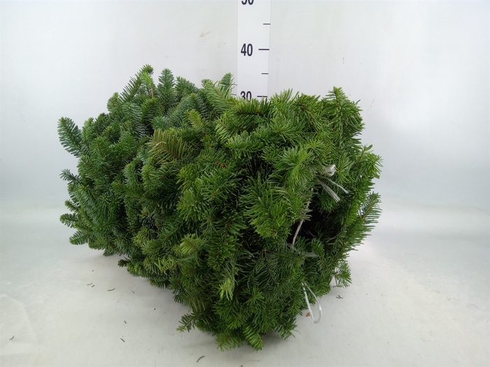 <h4>Kerst   ...Abies nobilis  /tak</h4>