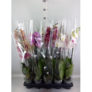 Phalaenopsis   ...mix