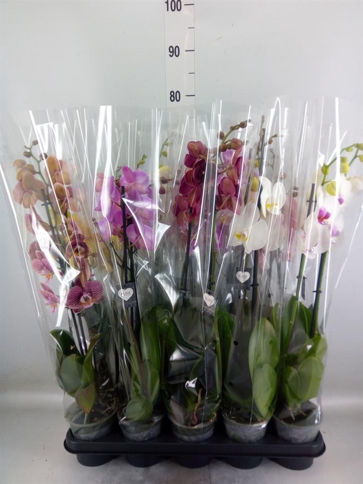 <h4>Phalaenopsis   ...mix</h4>