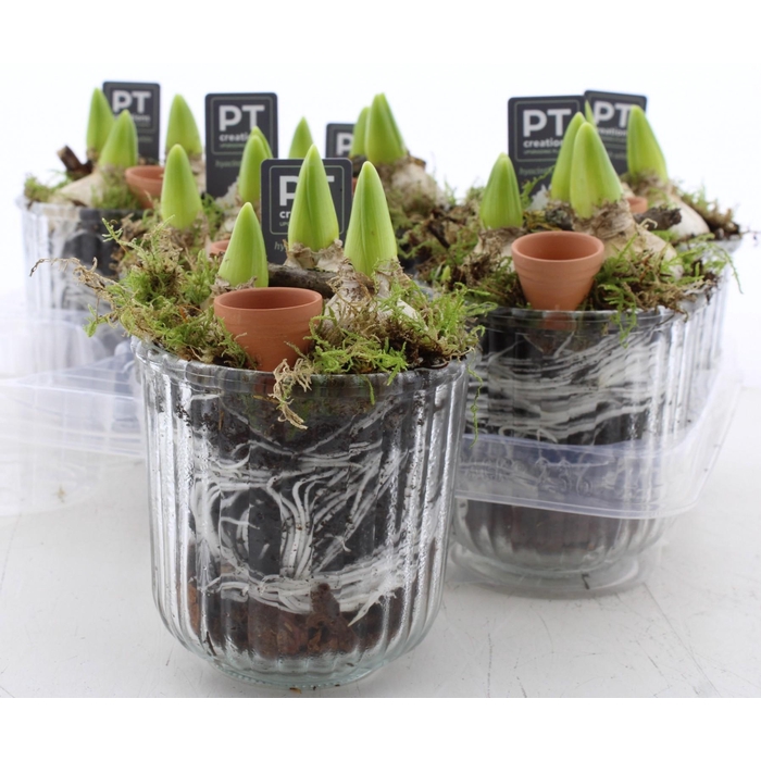 <h4>ARR HYACINTH</h4>