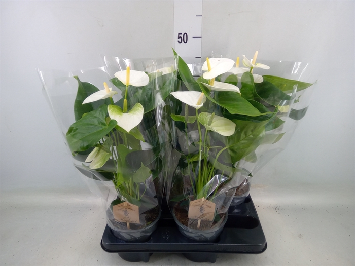 <h4>Anthurium andr. 'Cocos'</h4>