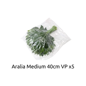 Aralia Medium V P X5