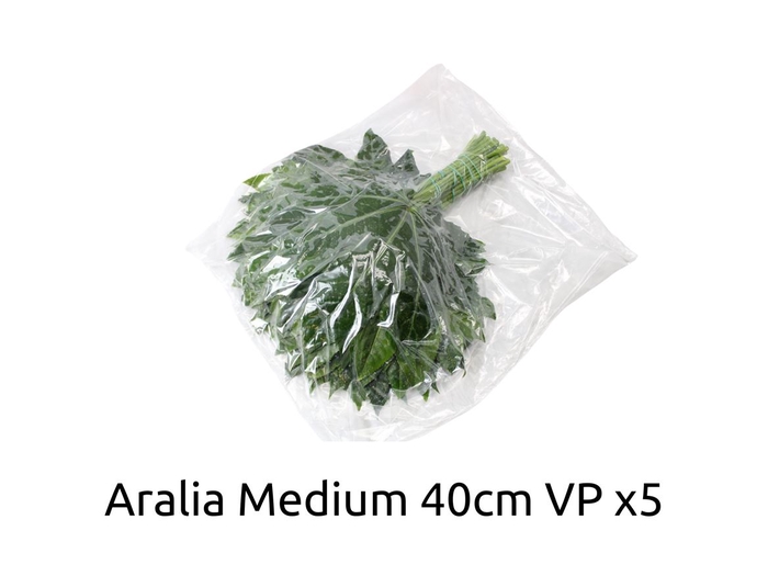 <h4>Aralia Medium V P X5</h4>