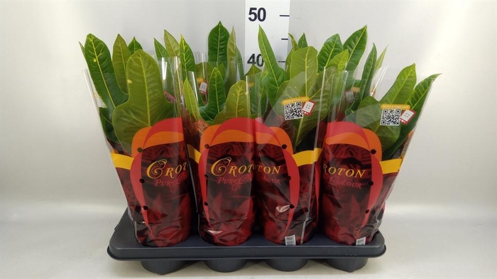 <h4>Codiaeum var. GR 'Excellent'</h4>