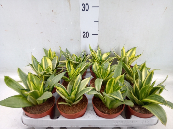 <h4>Sansevieria trifa. 'Golden Hahnii'</h4>