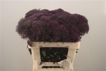 <h4>Trach Blue Shine</h4>