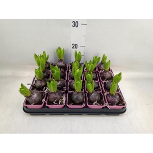 Hyacinthus orie. 'Pearl Pink'