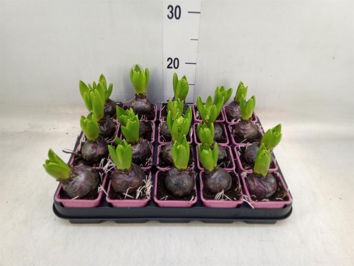 <h4>Hyacinthus orie. 'Pearl Pink'</h4>