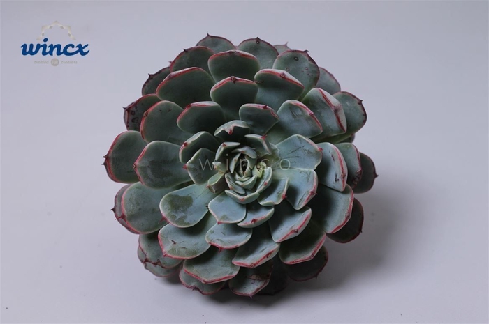 <h4>Echeveria Ov</h4>