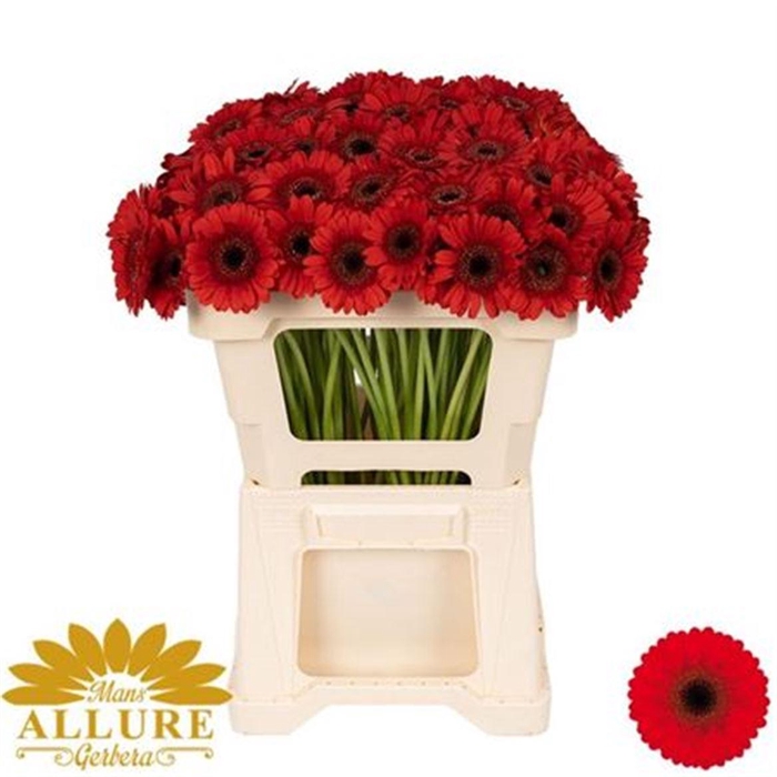 <h4>Ge Mi Nirvana</h4>