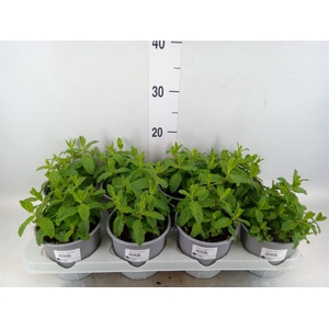 Mentha piperita