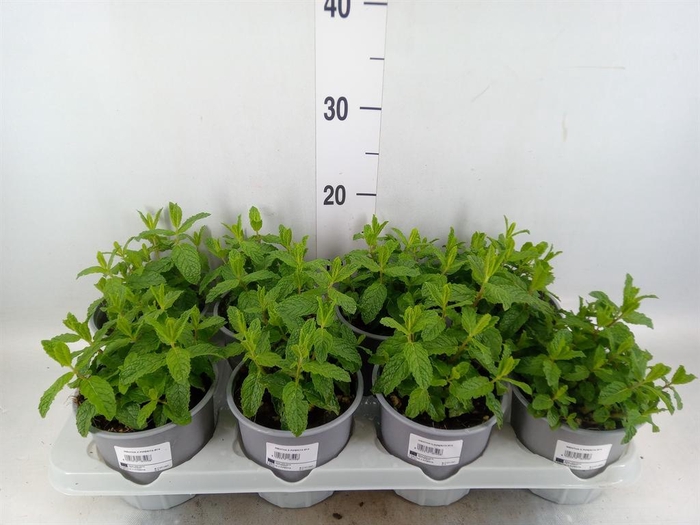 <h4>Mentha piperita</h4>