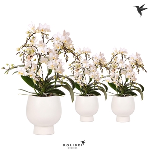 Kolibri Orchids Phalaenopsis Botanic 4spike in Scandic pot white