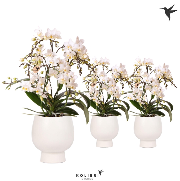 <h4>Kolibri Orchids Phalaenopsis Botanic 4spike in Scandic pot white</h4>