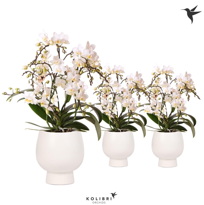 <h4>Kolibri Orchids Phalaenopsis Botanic 4spike in Scandic pot white</h4>