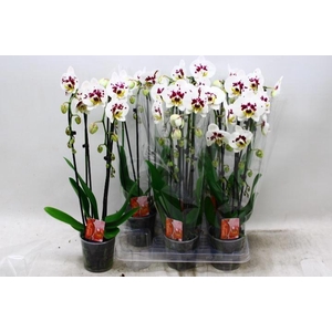 PHAL EL CASCADE