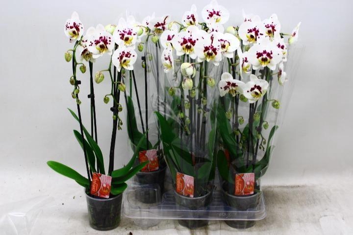 <h4>PHAL EL CASCADE</h4>