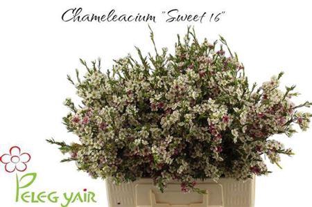 <h4>Chame Un My Sweet 16 50cm</h4>