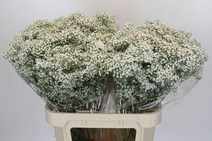 <h4>Gyps Million Stars</h4>