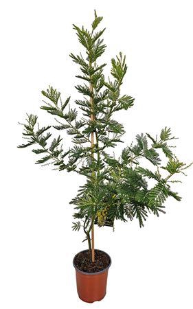 <h4>Acacia Mimosa Daelbata On Stick</h4>