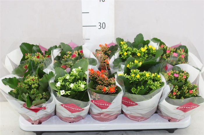 <h4>Kalanchoe Bl Gemengd</h4>