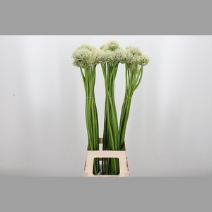 Allium White Giant