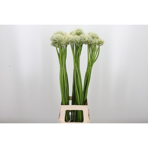 Allium White Giant
