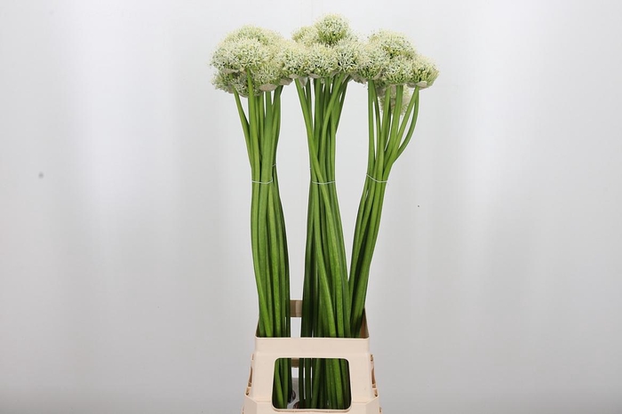<h4>Allium White Giant</h4>