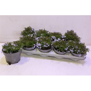 Phlox S Fab Blue D C