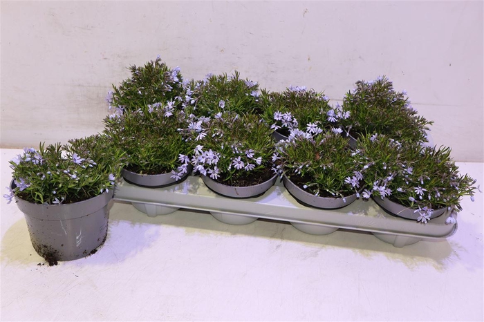 <h4>arr8 Phlox S Fab Blue D C</h4>