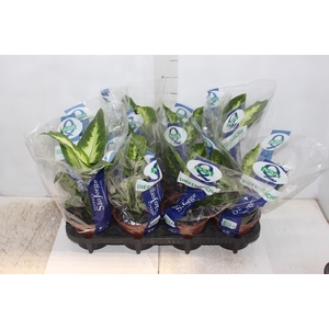 DIEFFENBACHIA VARIADO P15