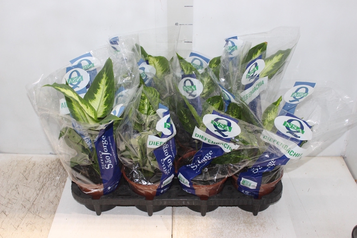 <h4>DIEFFENBACHIA VARIADO P15</h4>