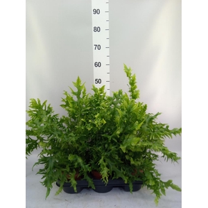 Phymatosorus scolopendria 'Hawaiia'
