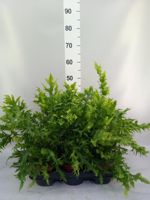 <h4>Phymatosorus scolopendria 'Hawaiia'</h4>