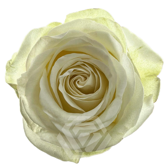 R GR FROST