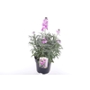 Erysimum linifolium Bowles Mauve