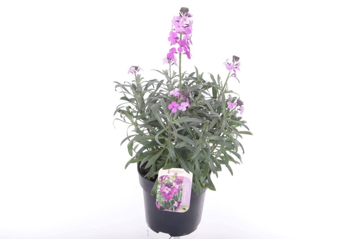 Erysimum linifolium Bowles Mauve