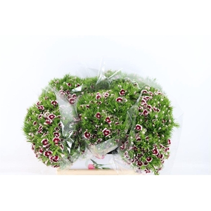 Di Barb Breanthus Roi Bicolor Red White