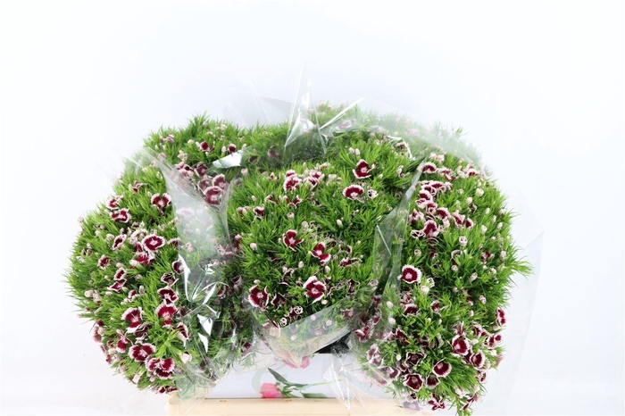 <h4>Di Barb Breanthus Roi Bicolor Red White</h4>