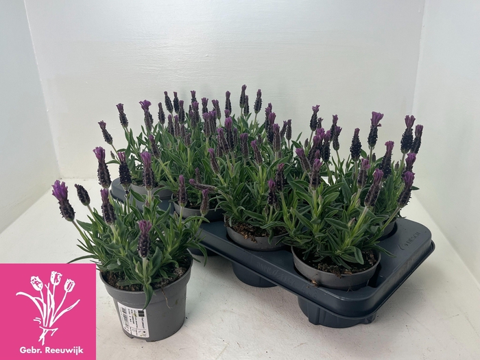 <h4>LAVAN S TOSCANE</h4>