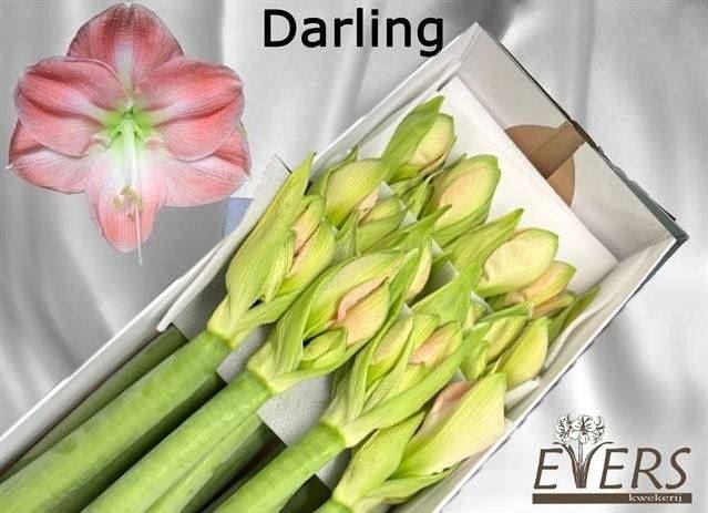 <h4>AMARYLLIS DARLING</h4>