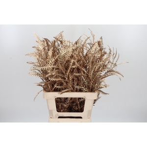 Grevilea Ivanhoe Kl Bh Antiek Goud