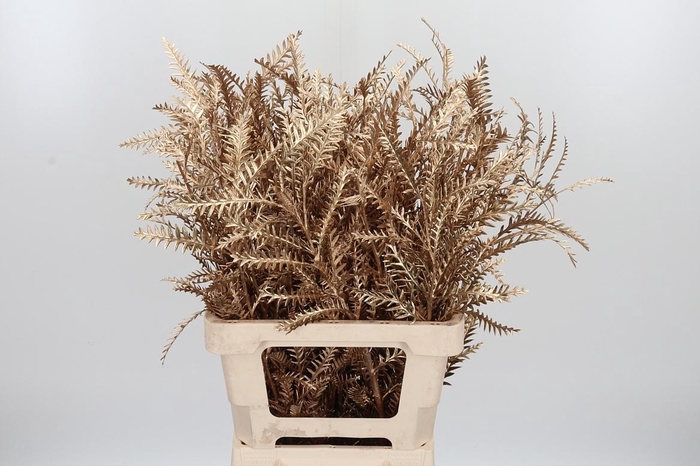 <h4>Grevilea Ivanhoe Kl Bh Antiek Goud</h4>