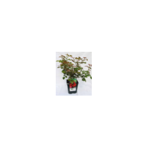Rosa (Floribunda Grp) Bella Select