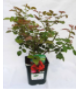 <h4>Rosa (Floribunda Grp) Bella Select</h4>