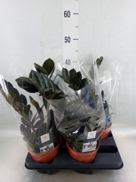 <h4>Zamioculcas zamiifolia 'Dowon'</h4>