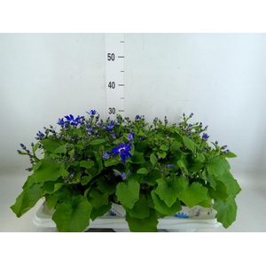 Pericallis cr. 'Senetti Violet Bic'