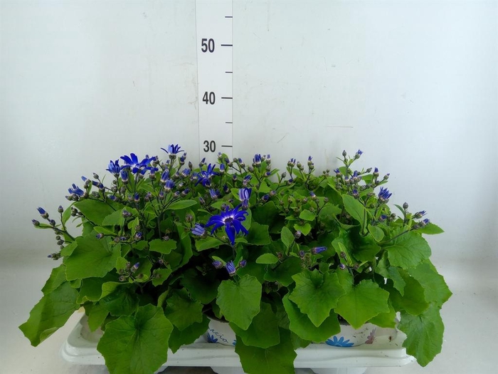 <h4>Pericallis cr. 'Senetti Violet Bic'</h4>