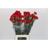 Dianthus St Don Pedro